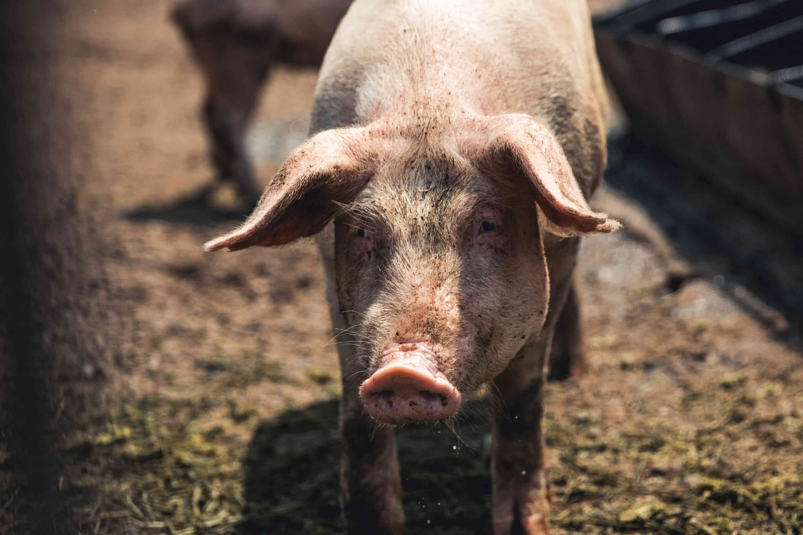 Focused on Animal Welfare and Producer Success