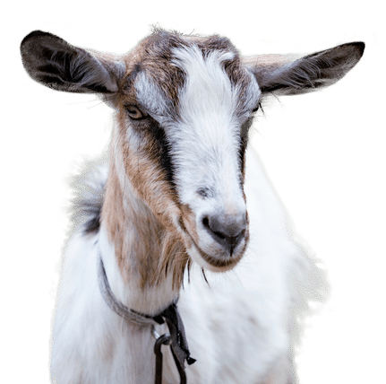A white goat with brown markings on its face and neck, wearing a collar, facing forward against a plain background.